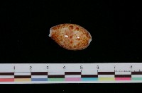 藏品(山貓寶螺)的圖片